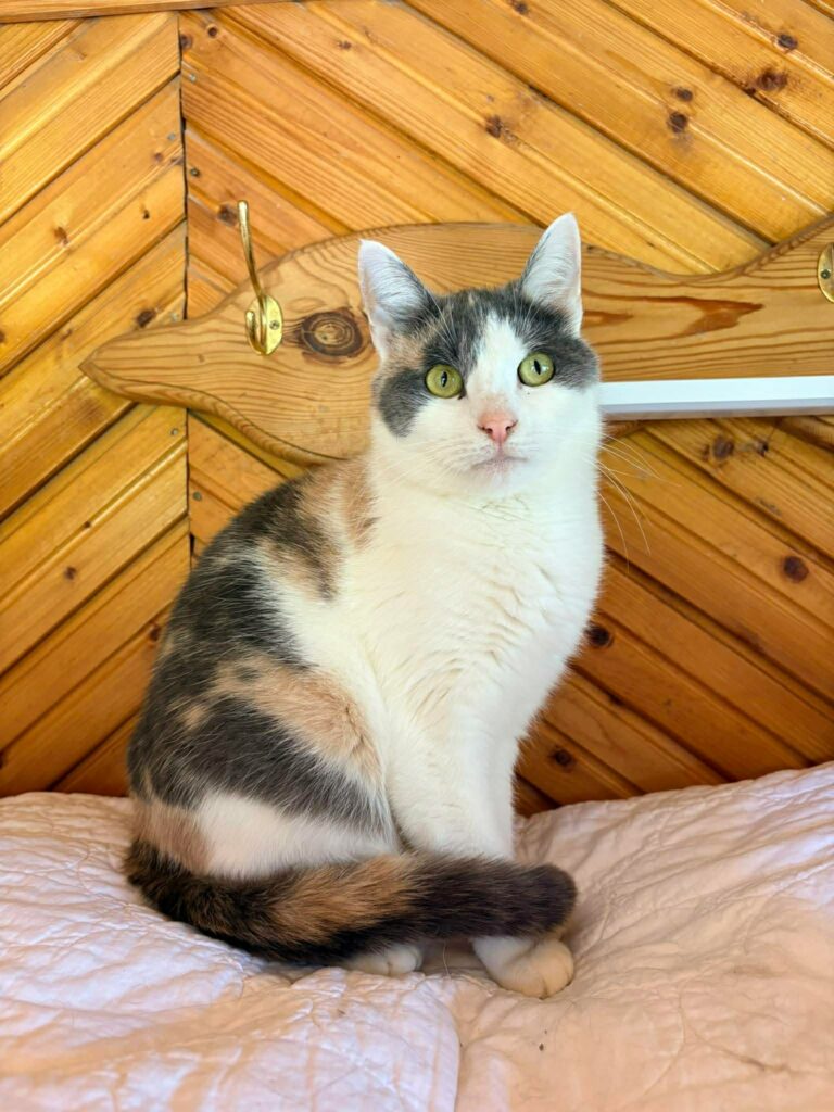 A young calico cat is sitting on a pink blanket and is looking at something off-camera