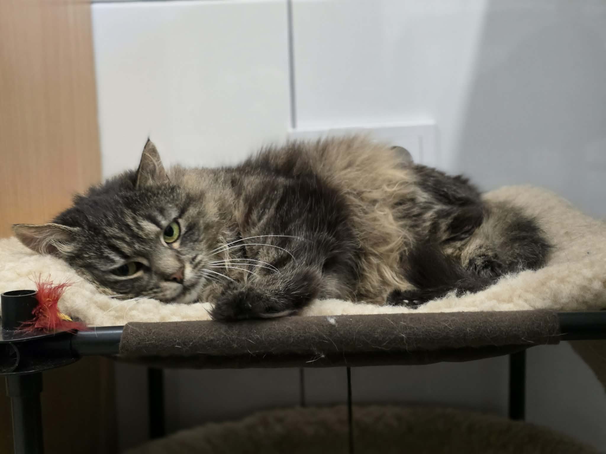 A fluffy dark gray and brown cat is laying in a cat bed. She has shaggy long fur. She looks sad
