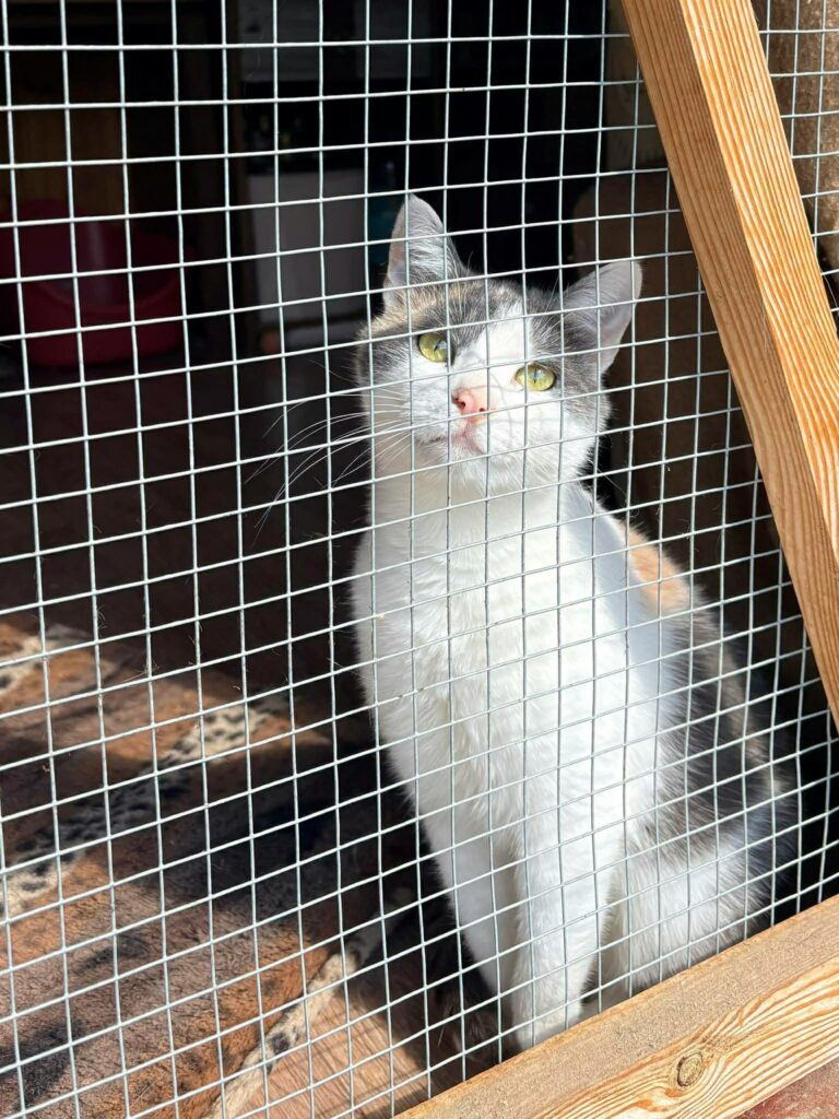 A young calico cat is sitting behind the wire "window" of a catio. She is bathed in sunlight.