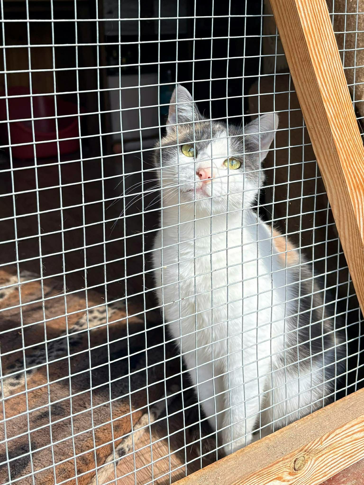 A young calico cat is sitting behind the wire "window" of a catio. She is bathed in sunlight.