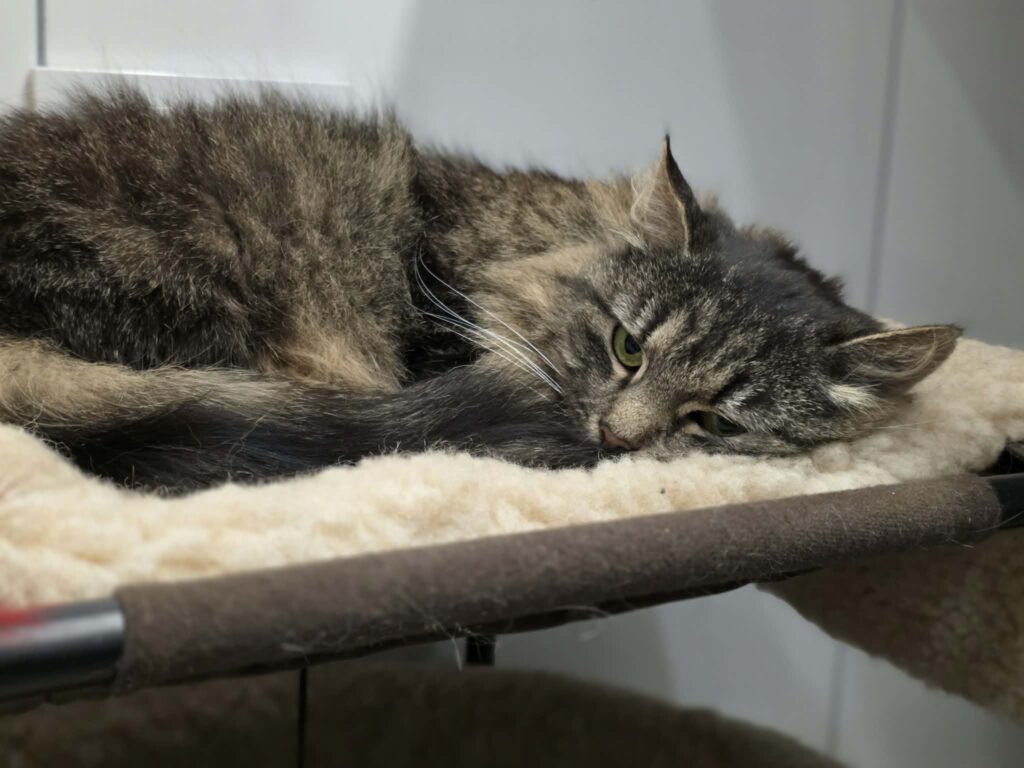 A fluffy dark gray and brown cat is laying in a cat bed. She has shaggy long fur. She looks sad