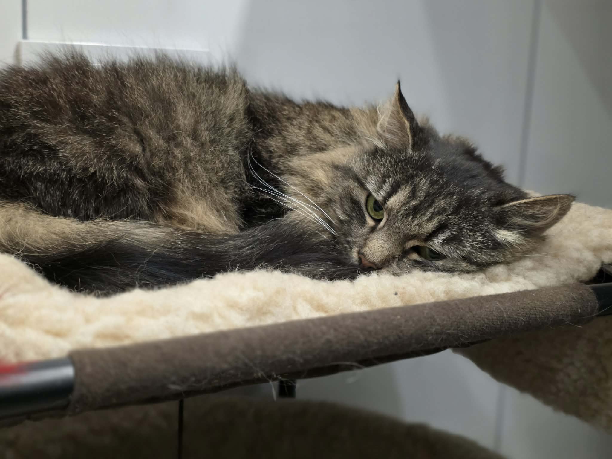 A fluffy dark gray and brown cat is laying in a cat bed. She has shaggy long fur. She looks sad