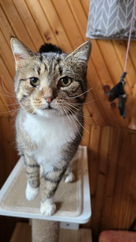 A brownish gray tabby cat with a white chest is standing on a cat tree and looking at the camera