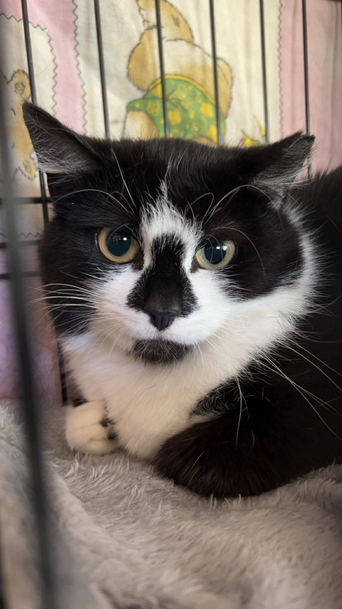 A black and white cat with a black nose is sitting in a cage. She looks scared. She has airplane ears