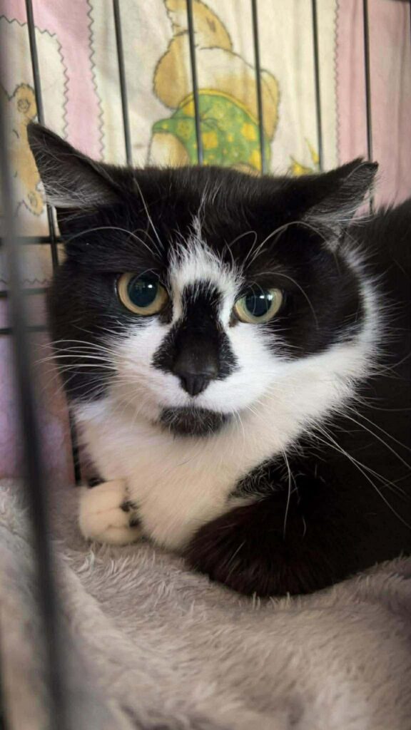 A black and white cat with a black nose is sitting in a cage. She looks scared. She has airplane ears
