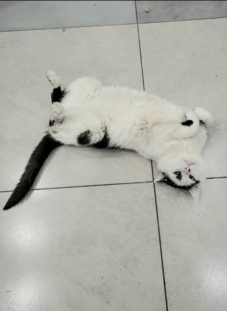 A black and white cat is rolling on a tile floor. He is on his back and exposing his belly. His front paws are curled up cutely.