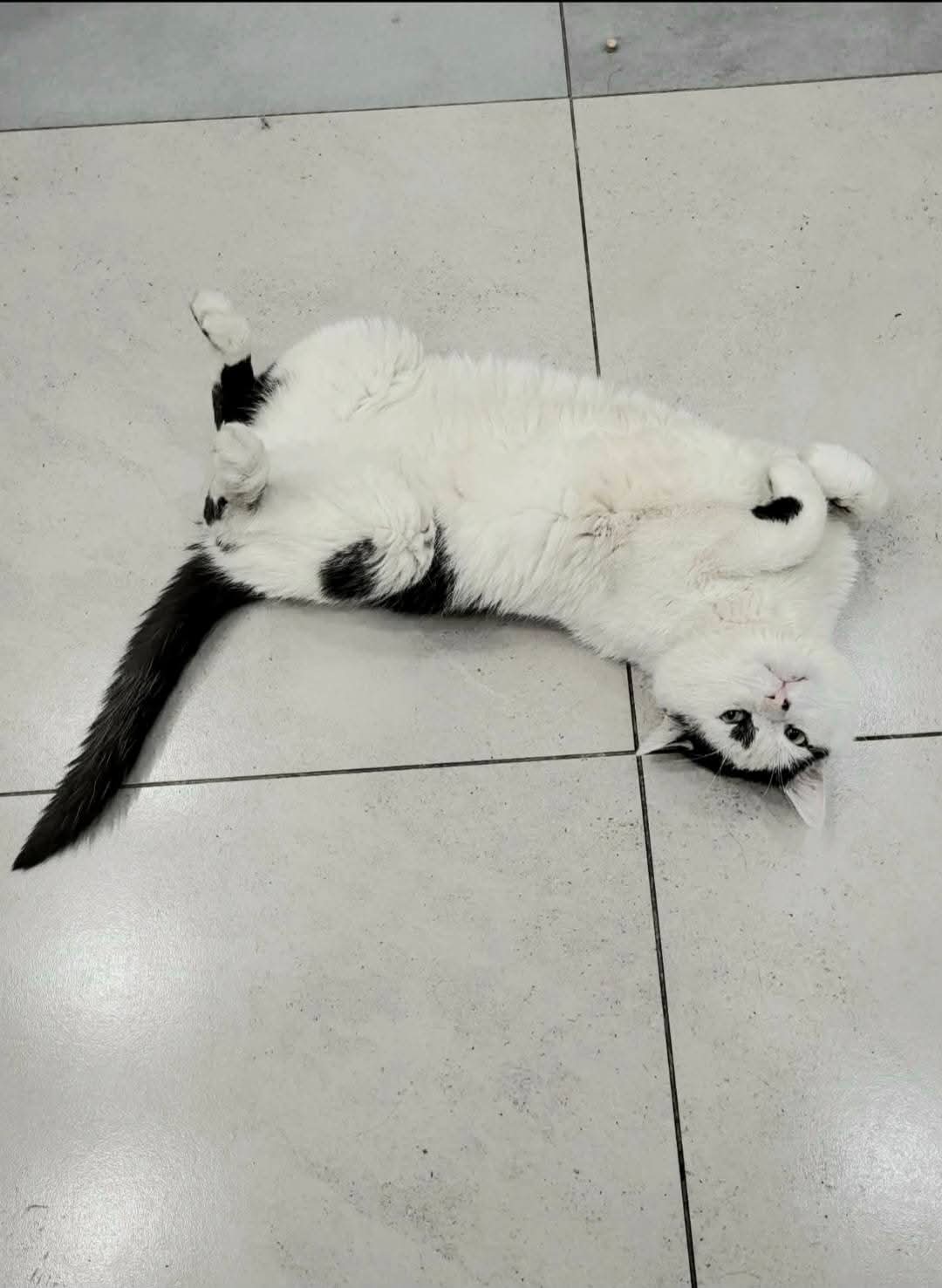 A black and white cat is rolling on a tile floor. He is on his back and exposing his belly. His front paws are curled up cutely.