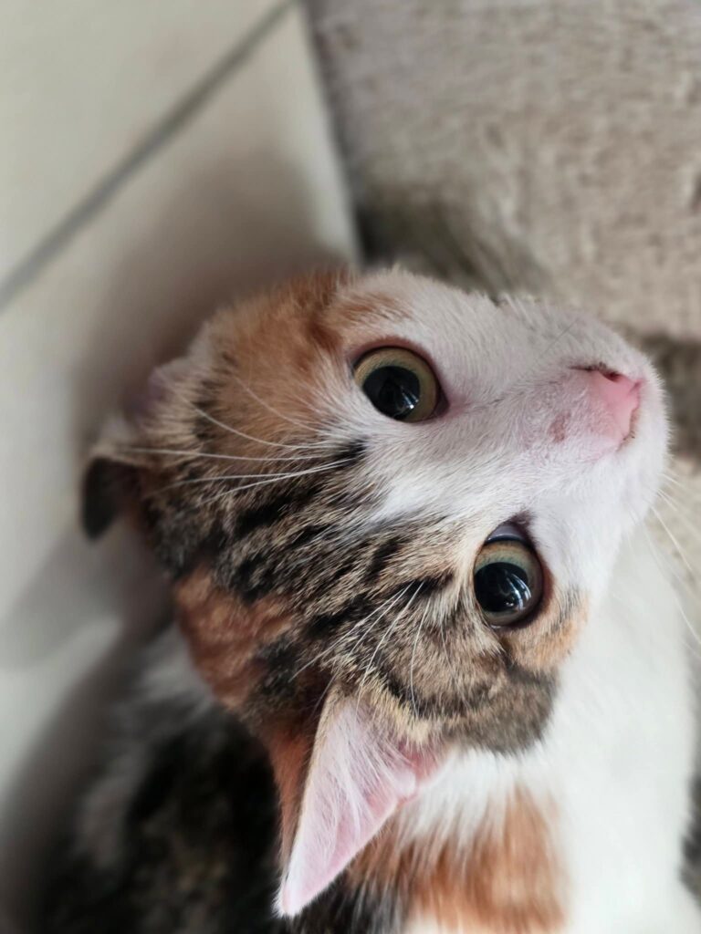 A calico cat is on the ground and looking up