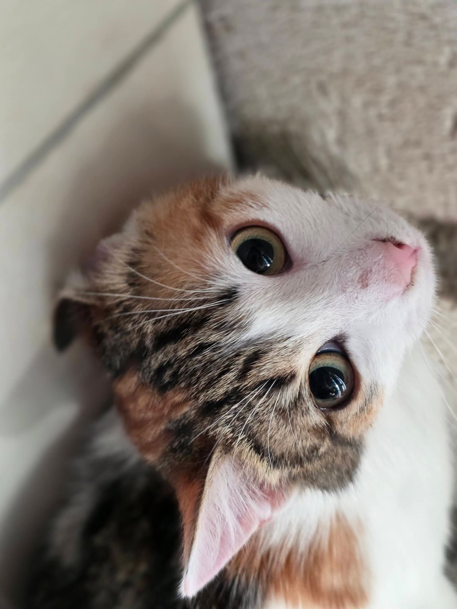 A calico cat is on the ground and looking up