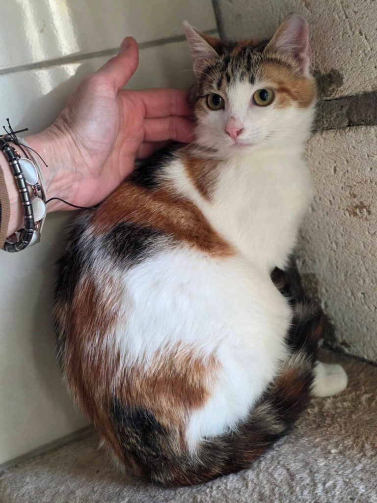 A calico cat is sitting on a carpet and someone is trying to pet her
