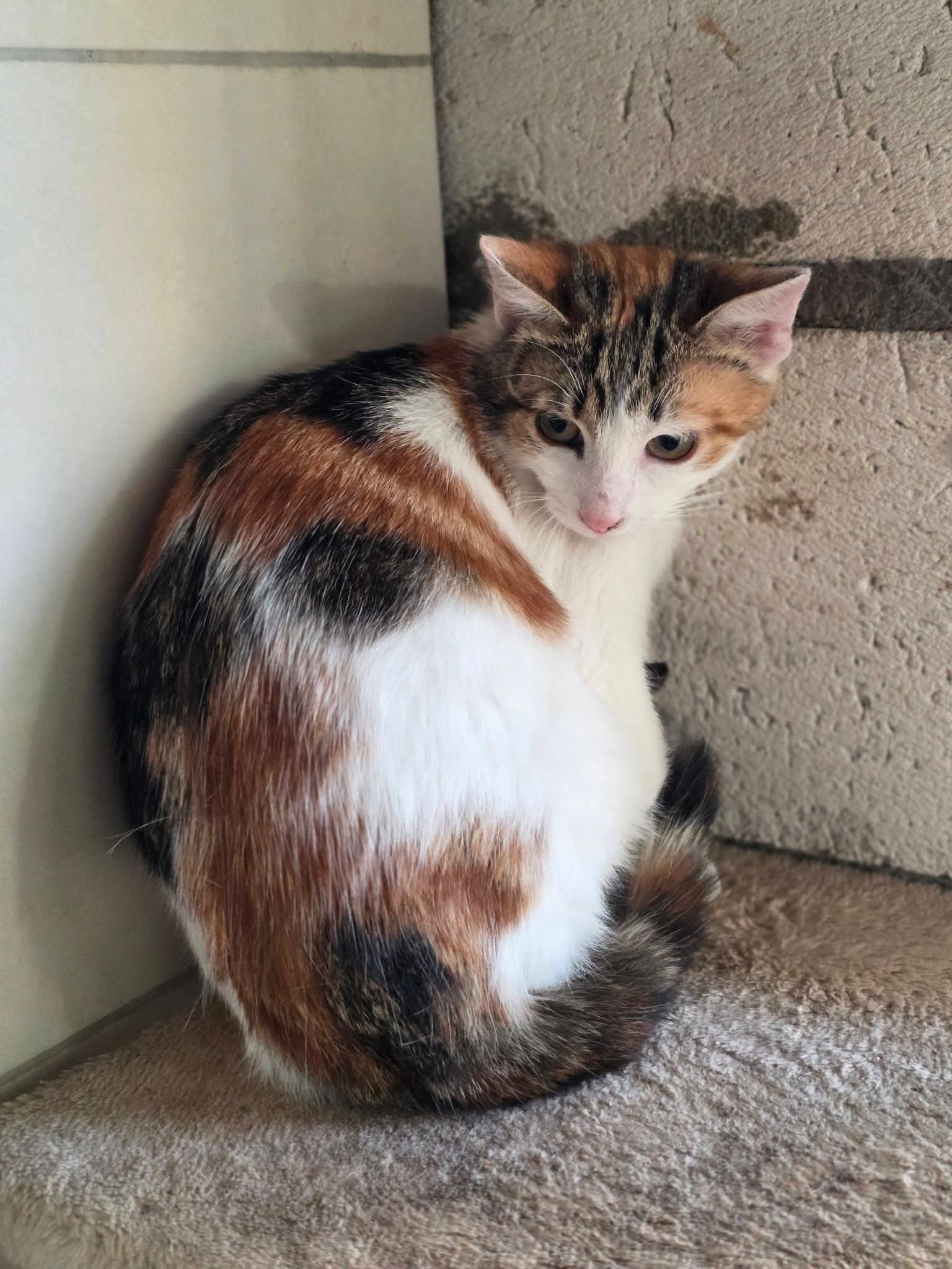 A calico cat is sitting on a carpet and looking behind her