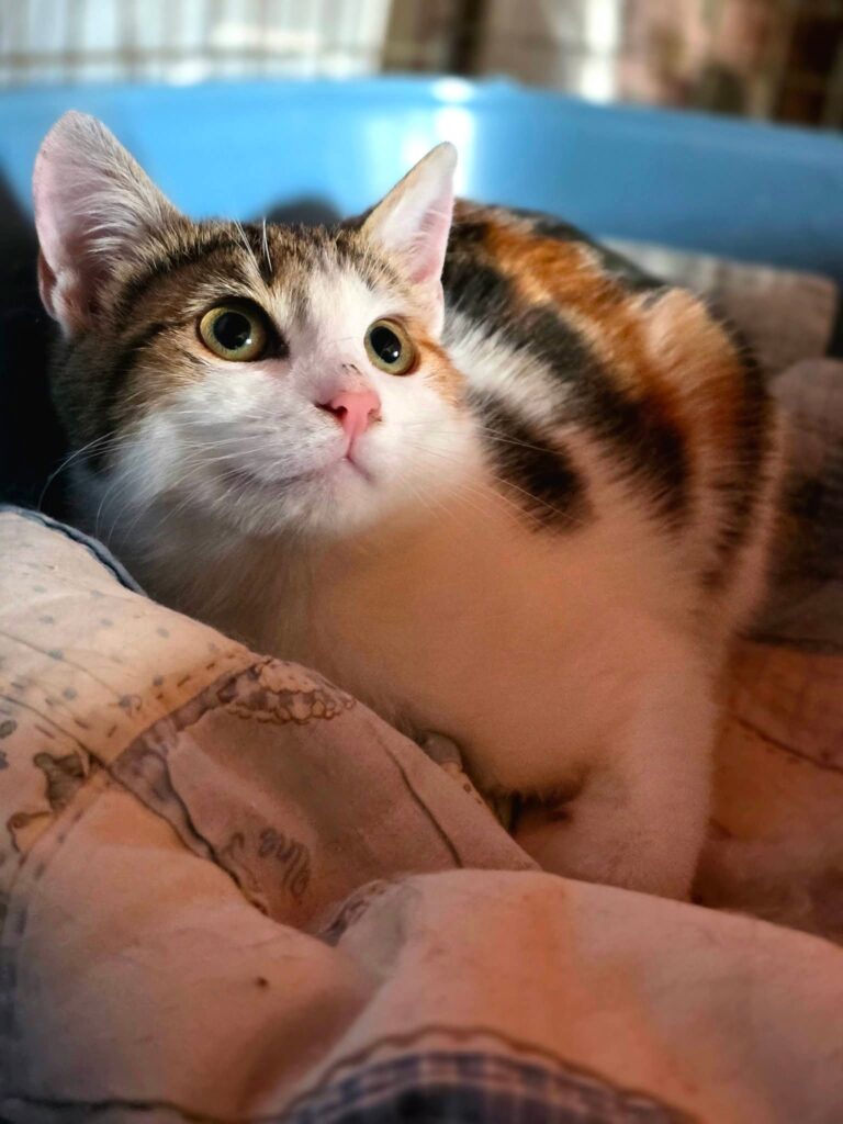 A tricolor calico tortoiseshell cat is curled up in a cat bed inside a litter box and looking up