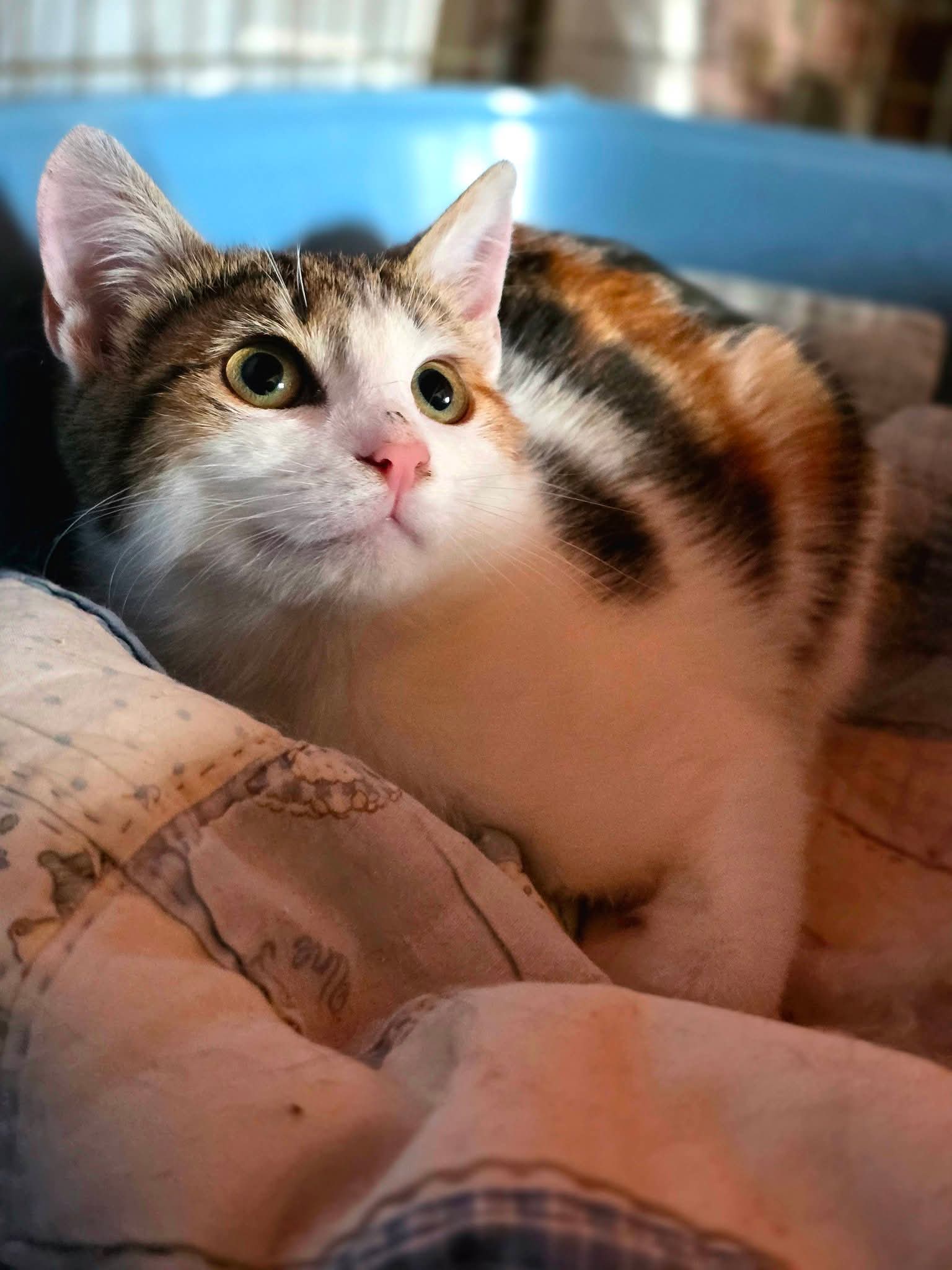 A tricolor calico tortoiseshell cat is curled up in a cat bed inside a litter box and looking up