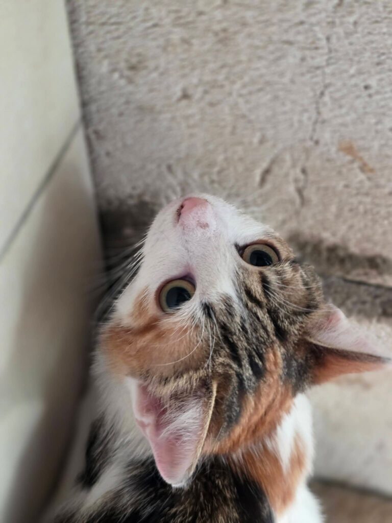 A calico cat is on the ground and looking up
