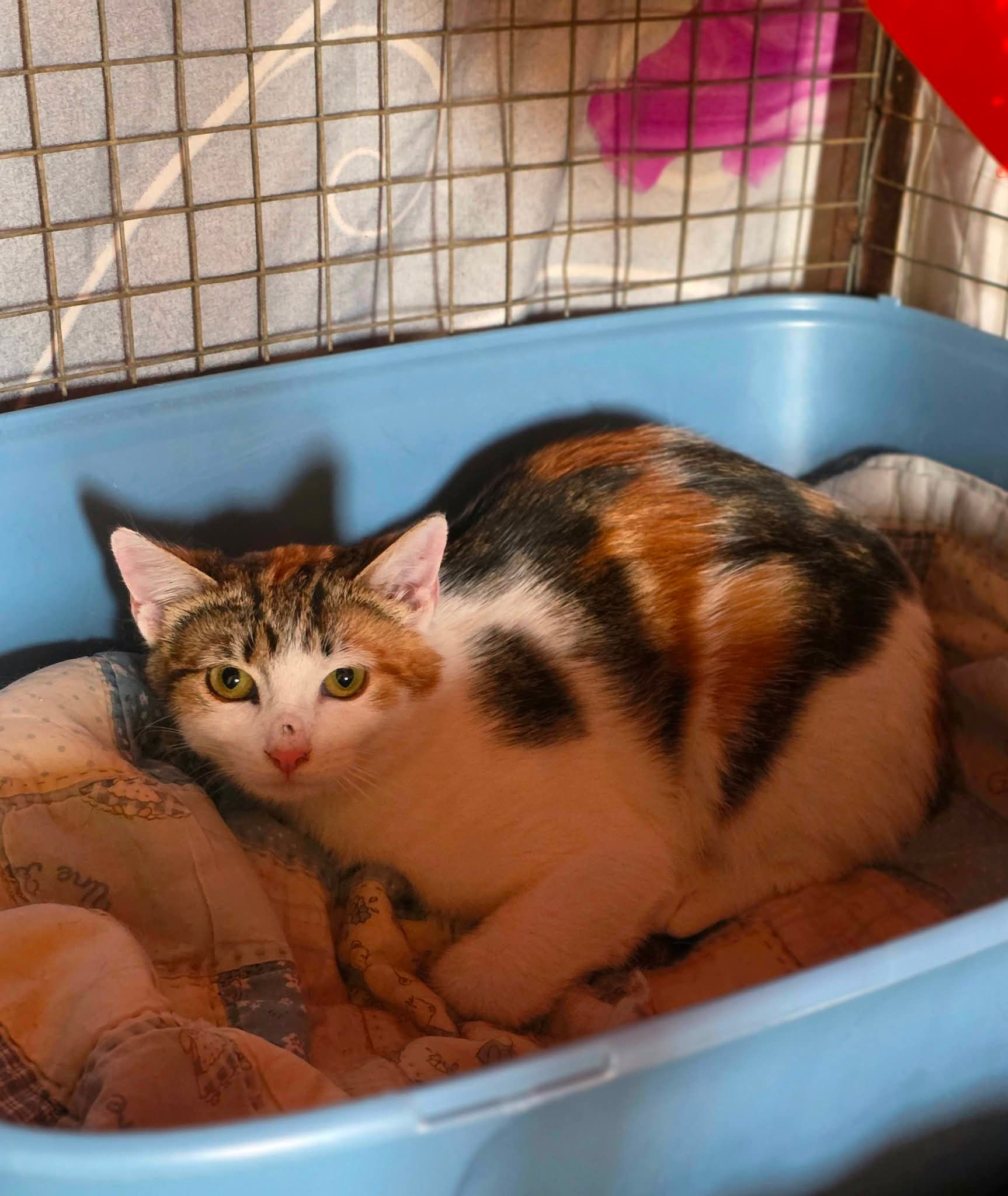 A tricolor calico tortoiseshell cat is curled up in a cat bed inside a litter box and looking up