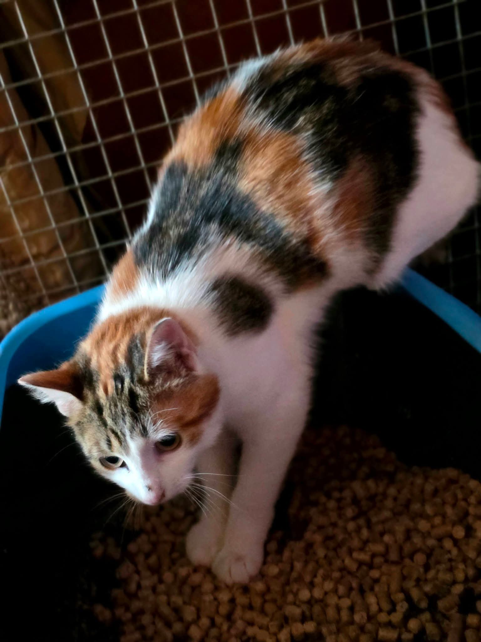 A tricolor calico tortoiseshell cat is stepping into a litter box