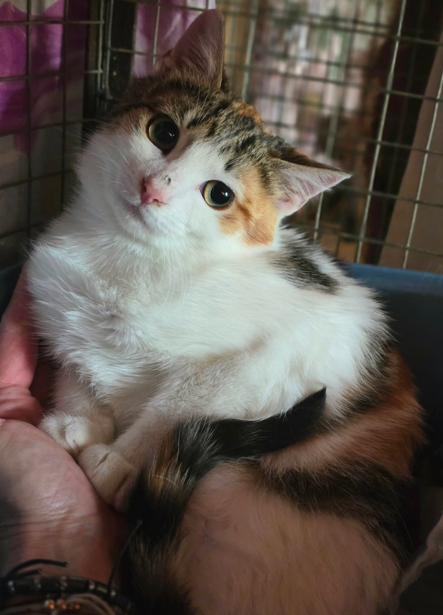 A tricolor calico tortoiseshell cat is curled up in a cat bed and looking at the camera. She is trying to make herself as small as possible