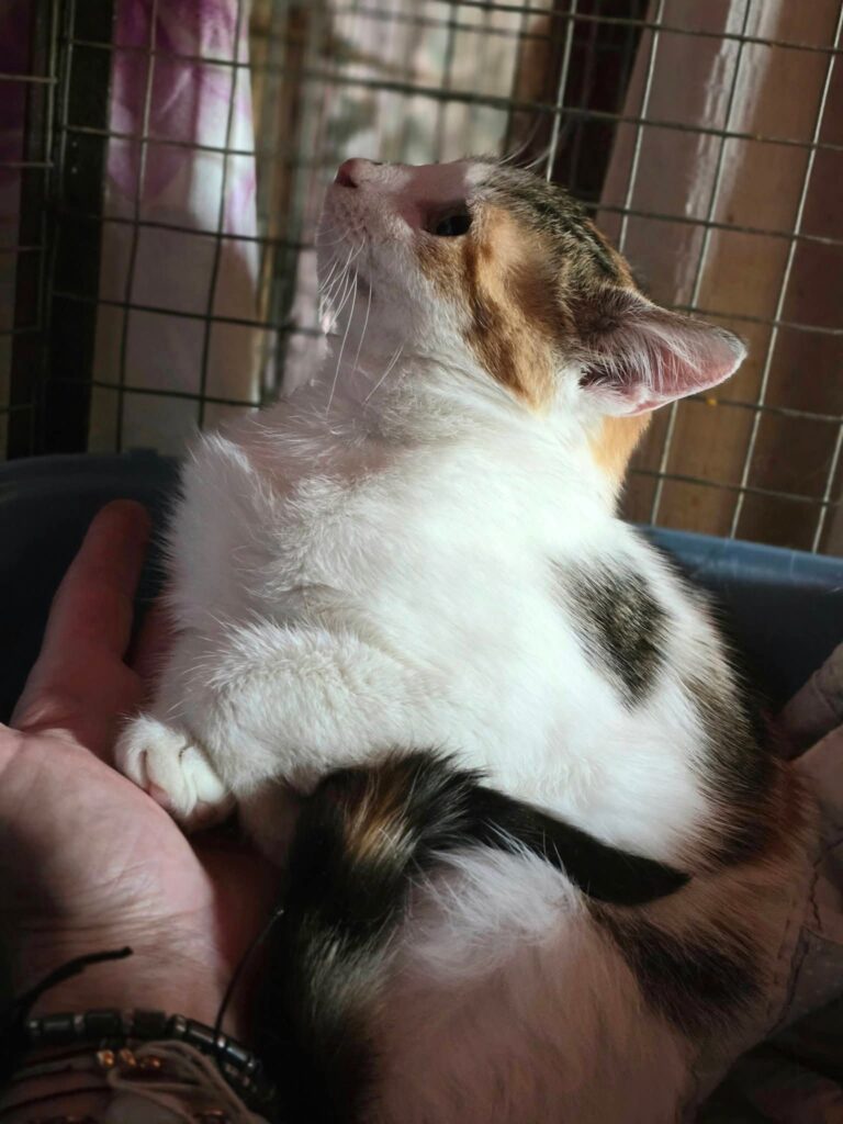 A tricolor calico tortoiseshell cat is curled up in a cat bed and looking up
