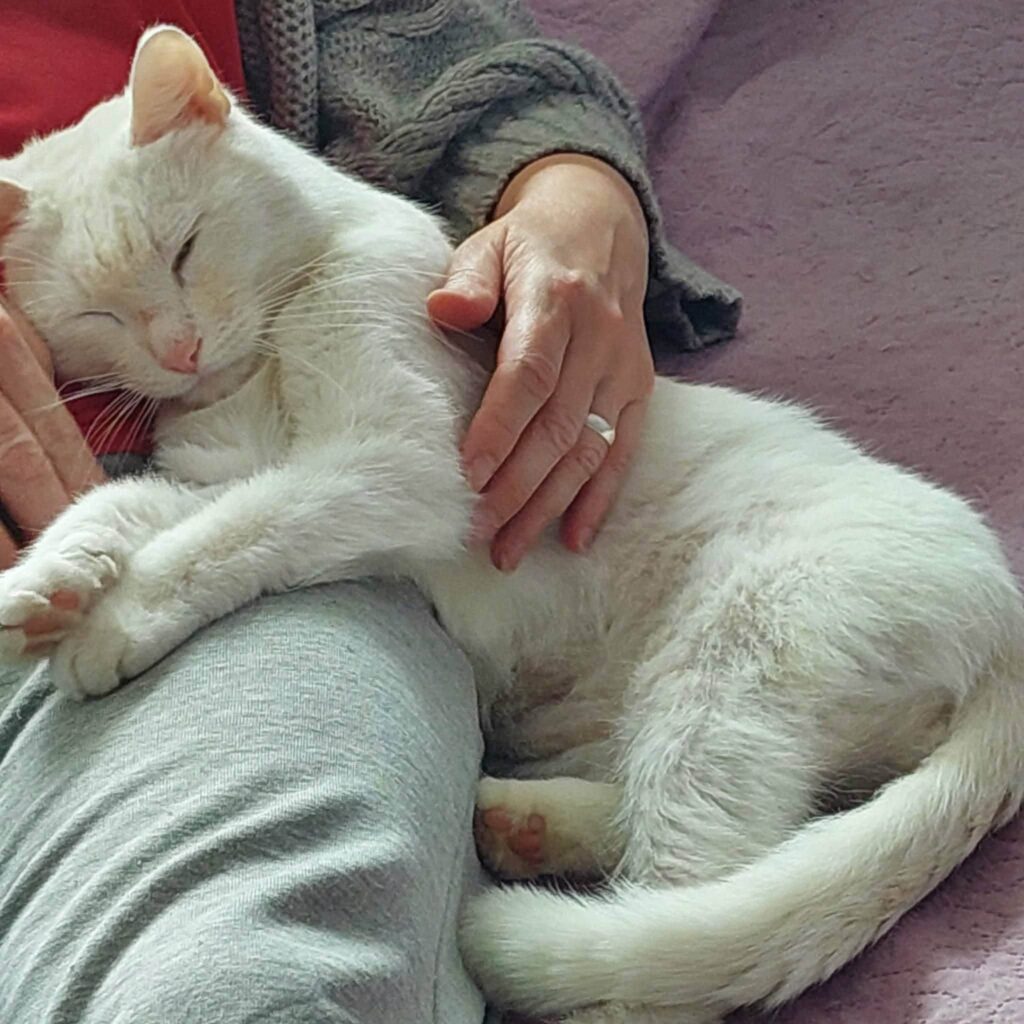 A white cat is laying on a human and sleeping