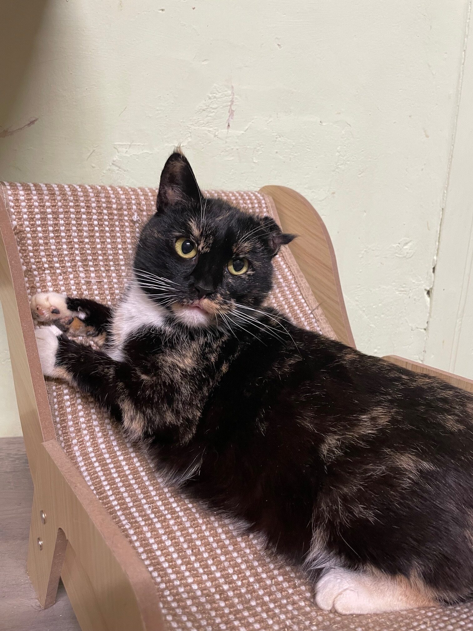 A dark tortoiseshell cat is laying on a cat chair. Her paws are on the back of the lounge chair. She has a damaged ear