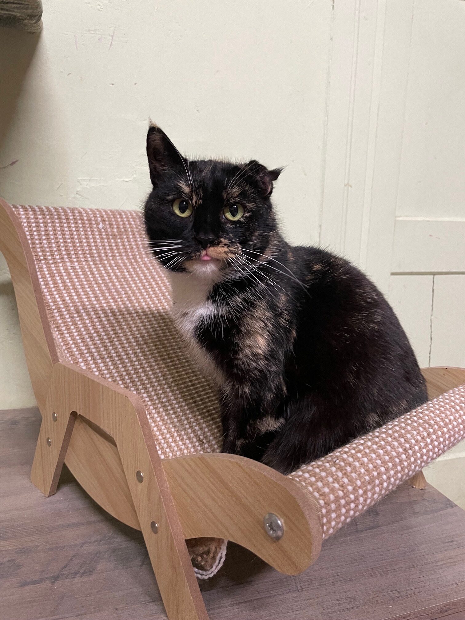 A dark tortoiseshell cat is sitting on a cat lounge chair. She has a damaged ear