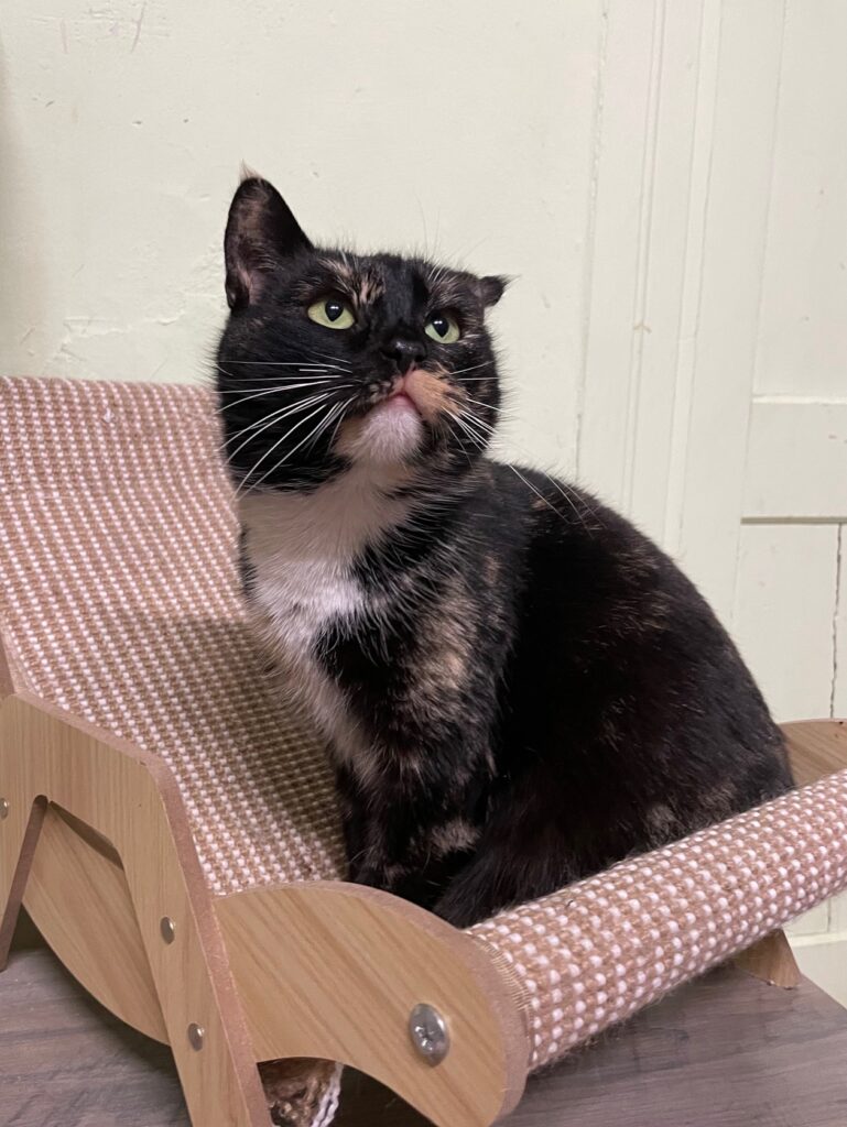 A dark tortoiseshell cat is sitting on a cat chair. Her head is tilted and she is looking up at something off camera. She has a damaged ear