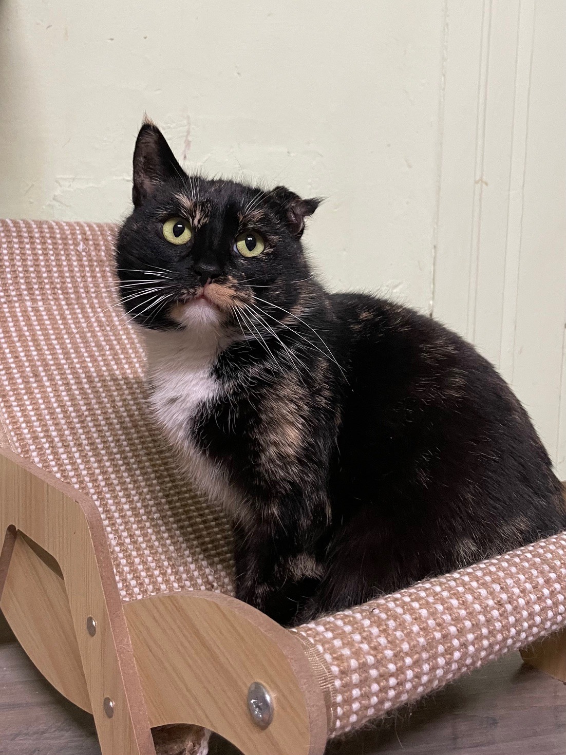A dark tortoiseshell cat is sitting on a cat chair and tilting her head up. She has a damaged ear