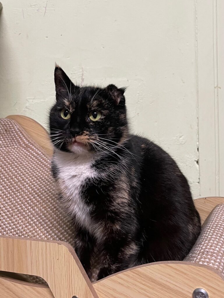 A dark tortoiseshell cat is sitting on a cat chair. She has a damaged ear