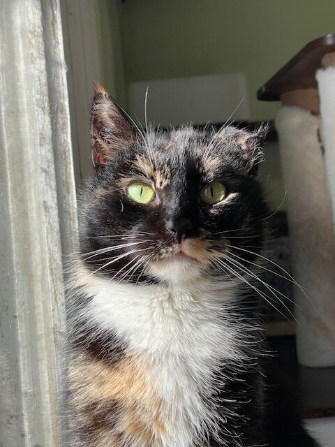 A dark tortoiseshell  cat is sitting and staring at the camera. She has a damaged ear. he is halfway in the sun and it shines on her like a vermeer painting.