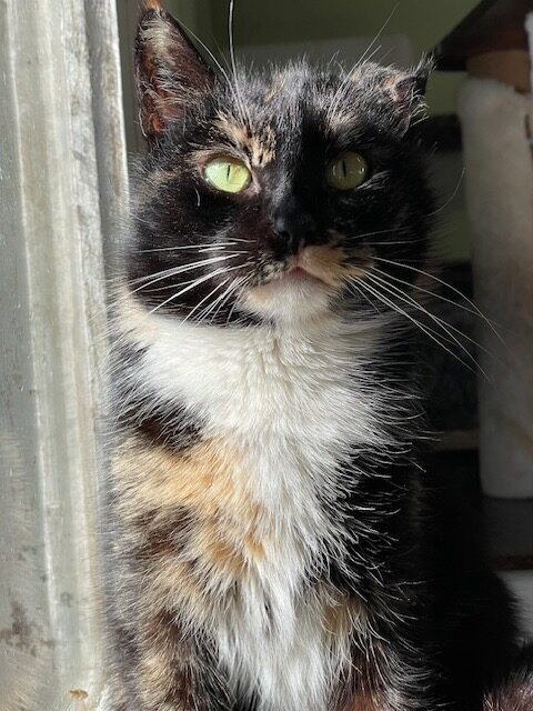 A dark tortoiseshell  cat is sitting and staring at the camera. She has a damaged ear. he is halfway in the sun and it shines on her like a vermeer painting.