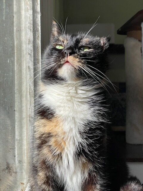 A dark tortoiseshell  cat is sitting and staring at the camera. She has a damaged ear. She is halfway in the sun and it shines on her like a vermeer painting.