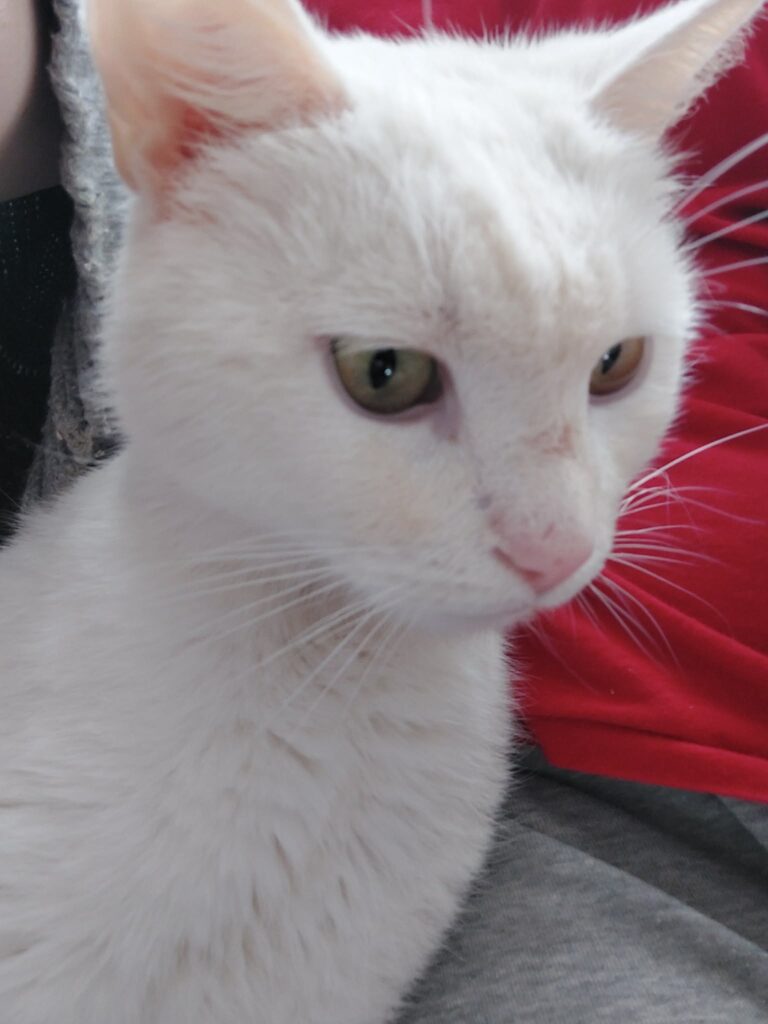 A white cat is sitting down
