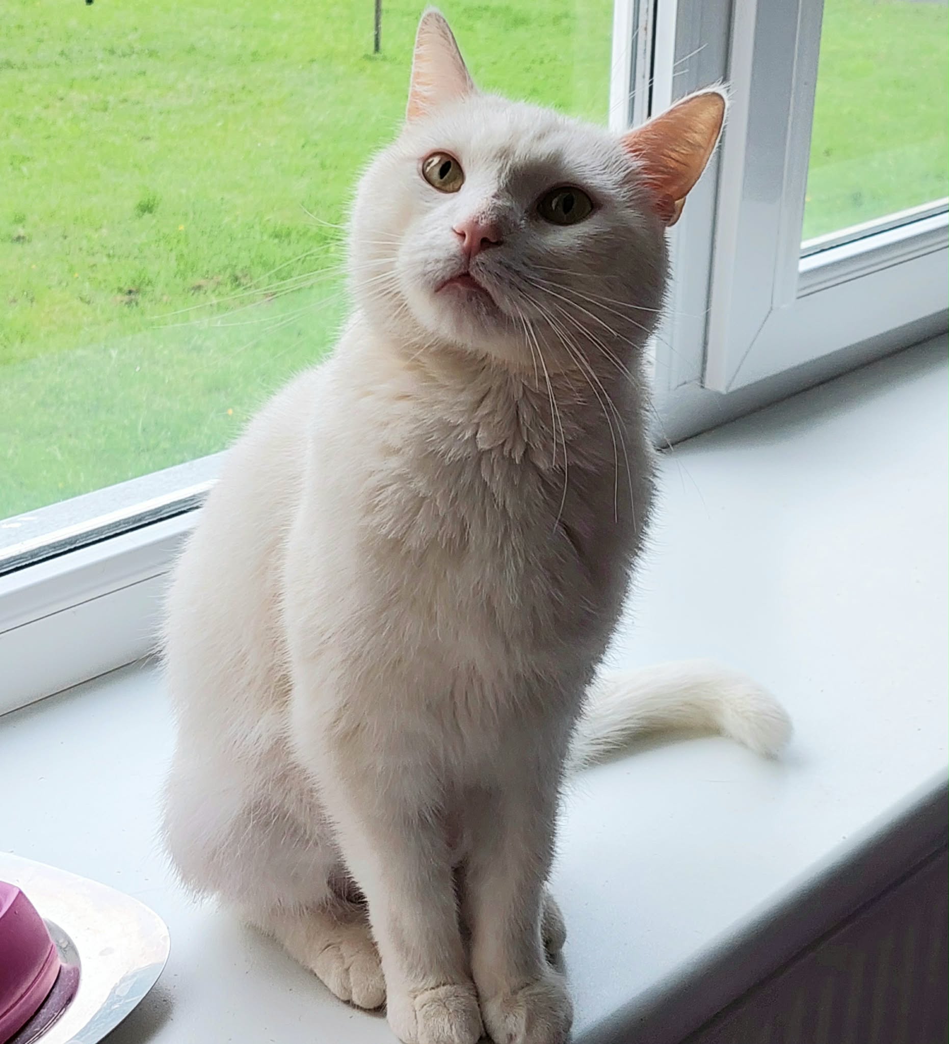 A white cat is politely sitting on a windowsill and staring to the left