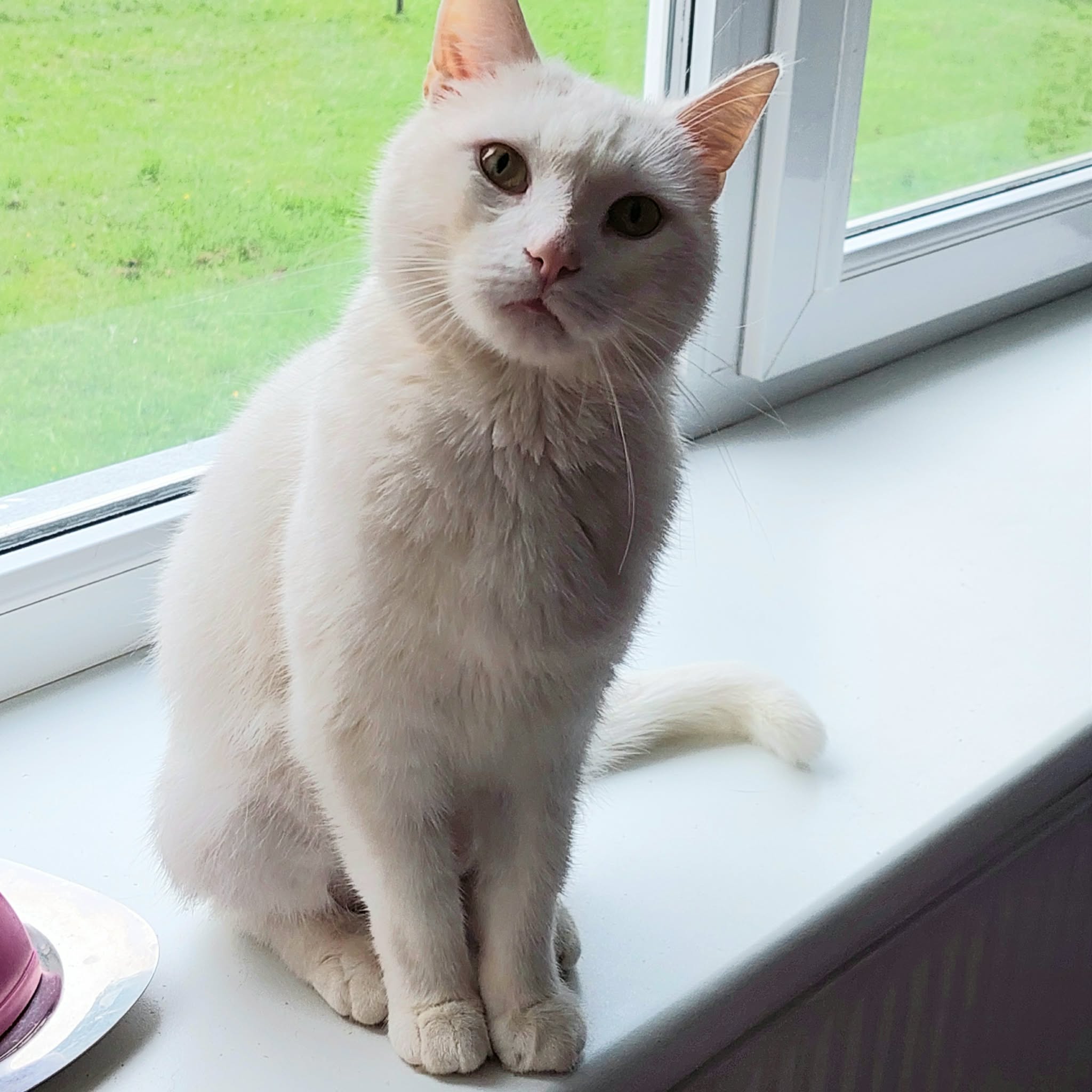 A white cat is politely sitting on a windowsill and staring at the photographer