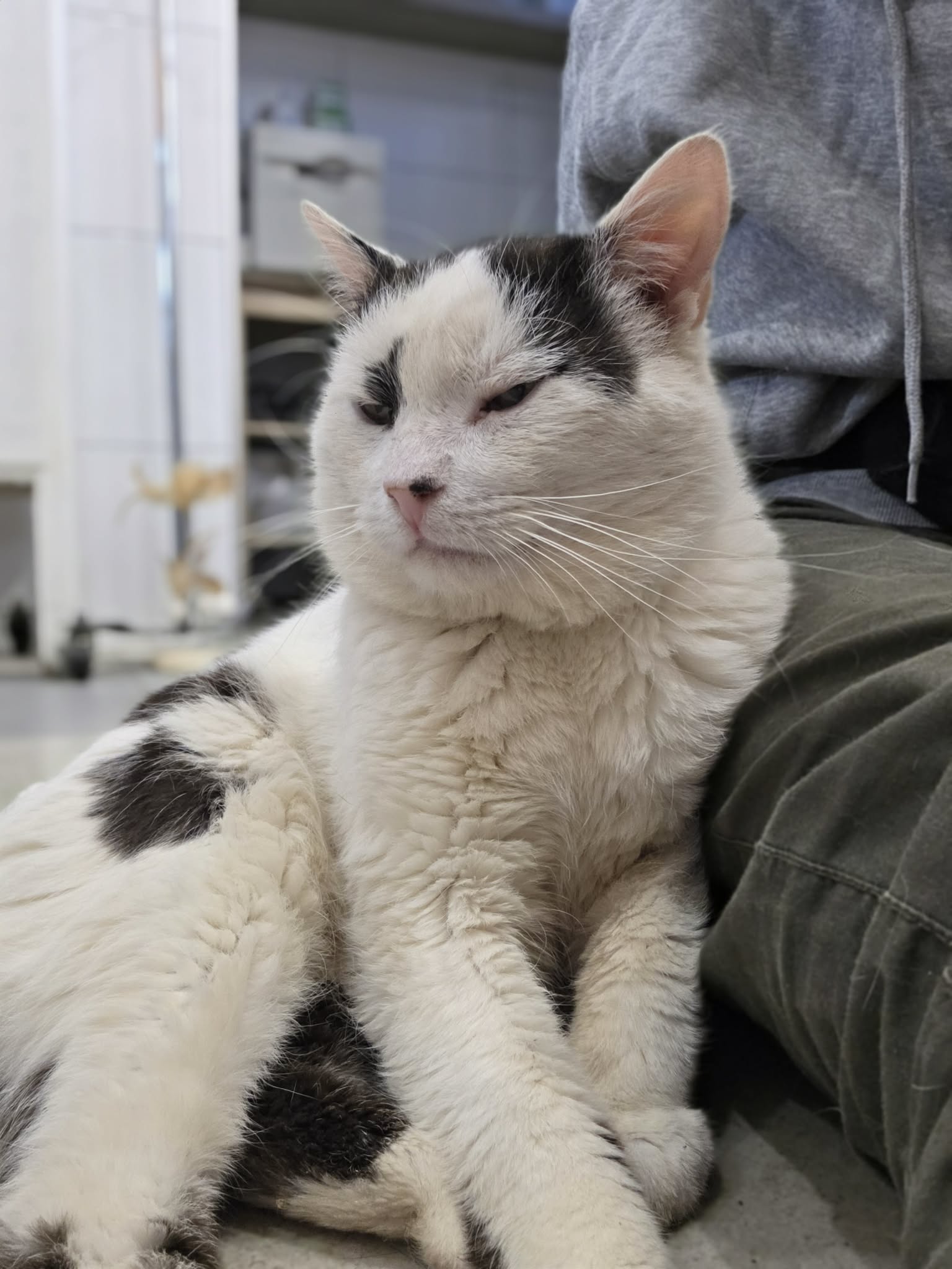 A black and white cat is sitting on a person with his eyes closed. He looks like he is purring. 
