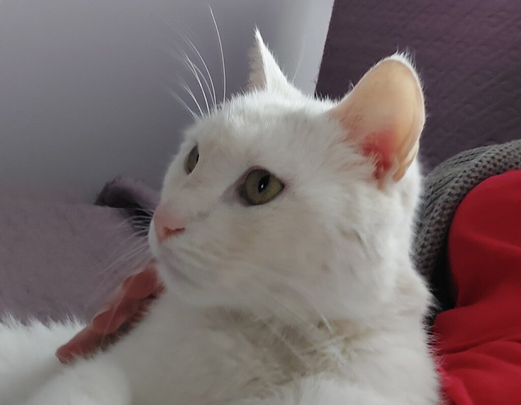 A white cat is laying on a pink bed