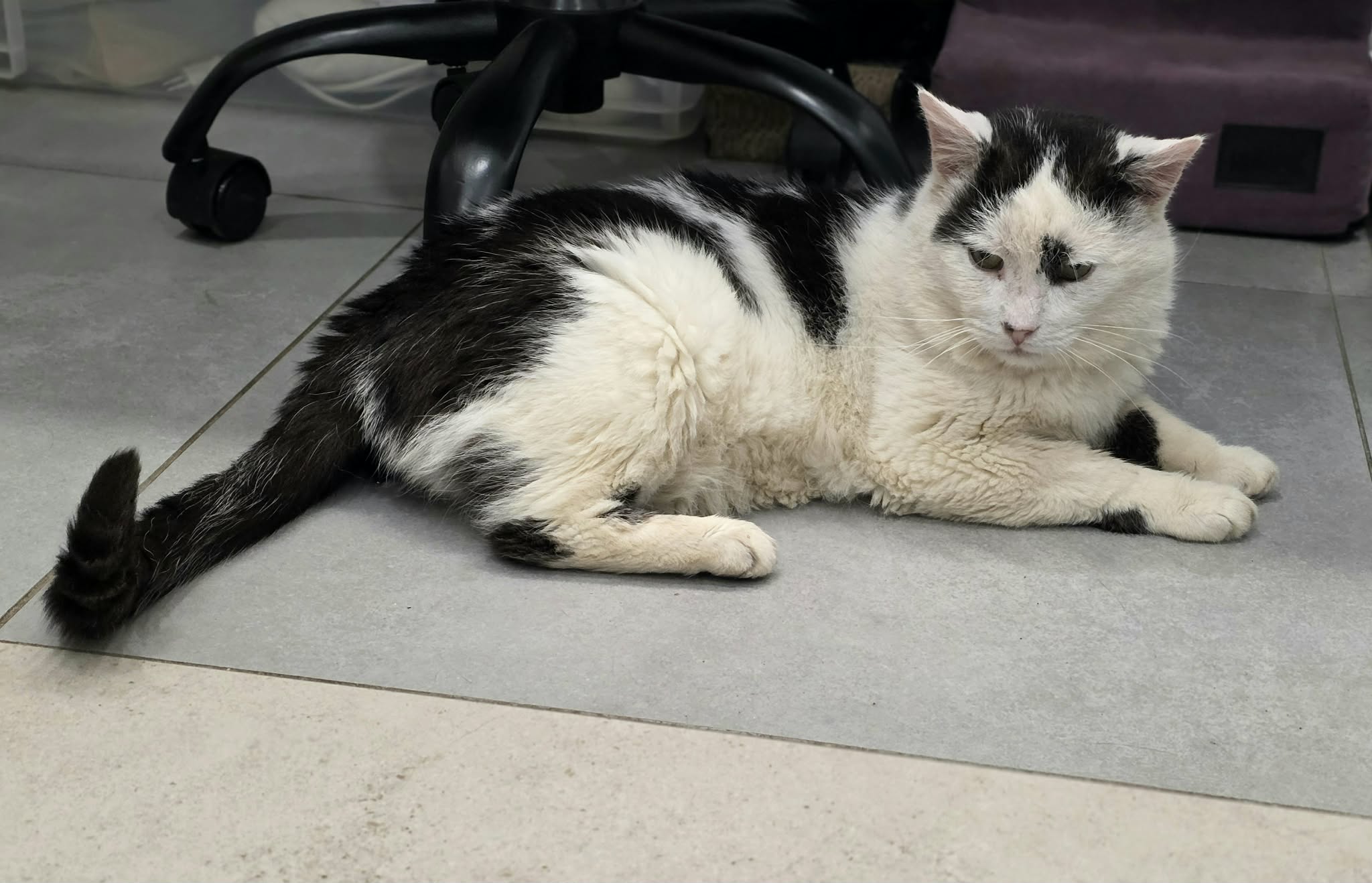 A black and white cat is lounging on the tile floor of a vet office