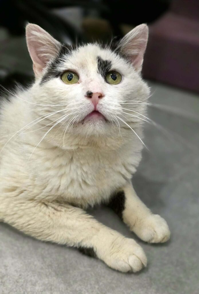 A black and white cat is lounging on the floor. He is looking up and his two front paws are sticking out