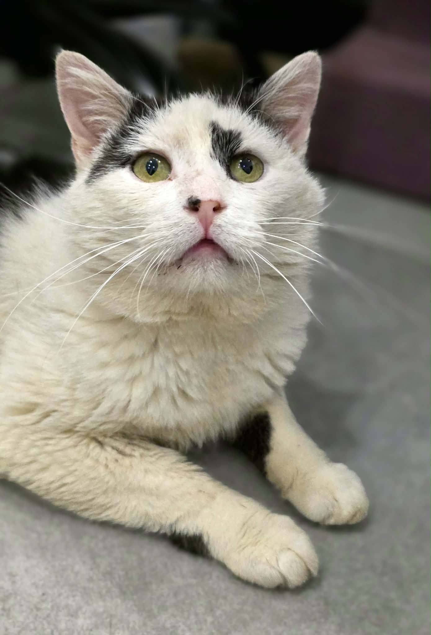 A black and white cat is lounging on the floor. He is looking up and his two front paws are sticking out