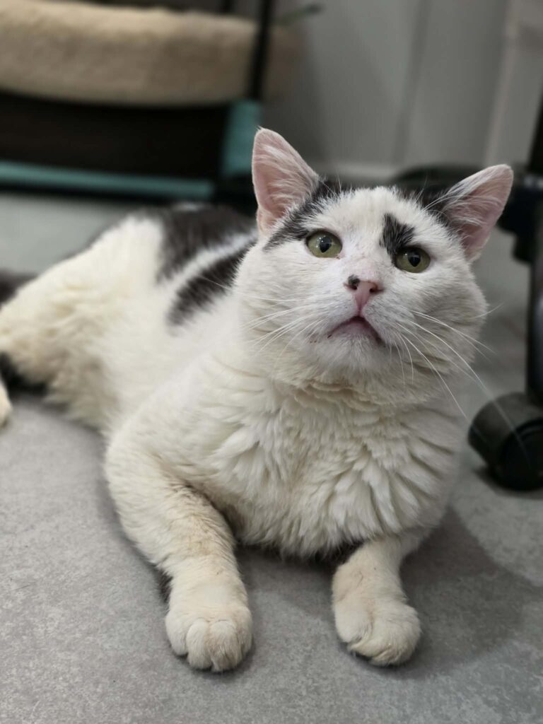 A black and white cat is lounging on the floor. He is looking up and his two front paws are sticking out
