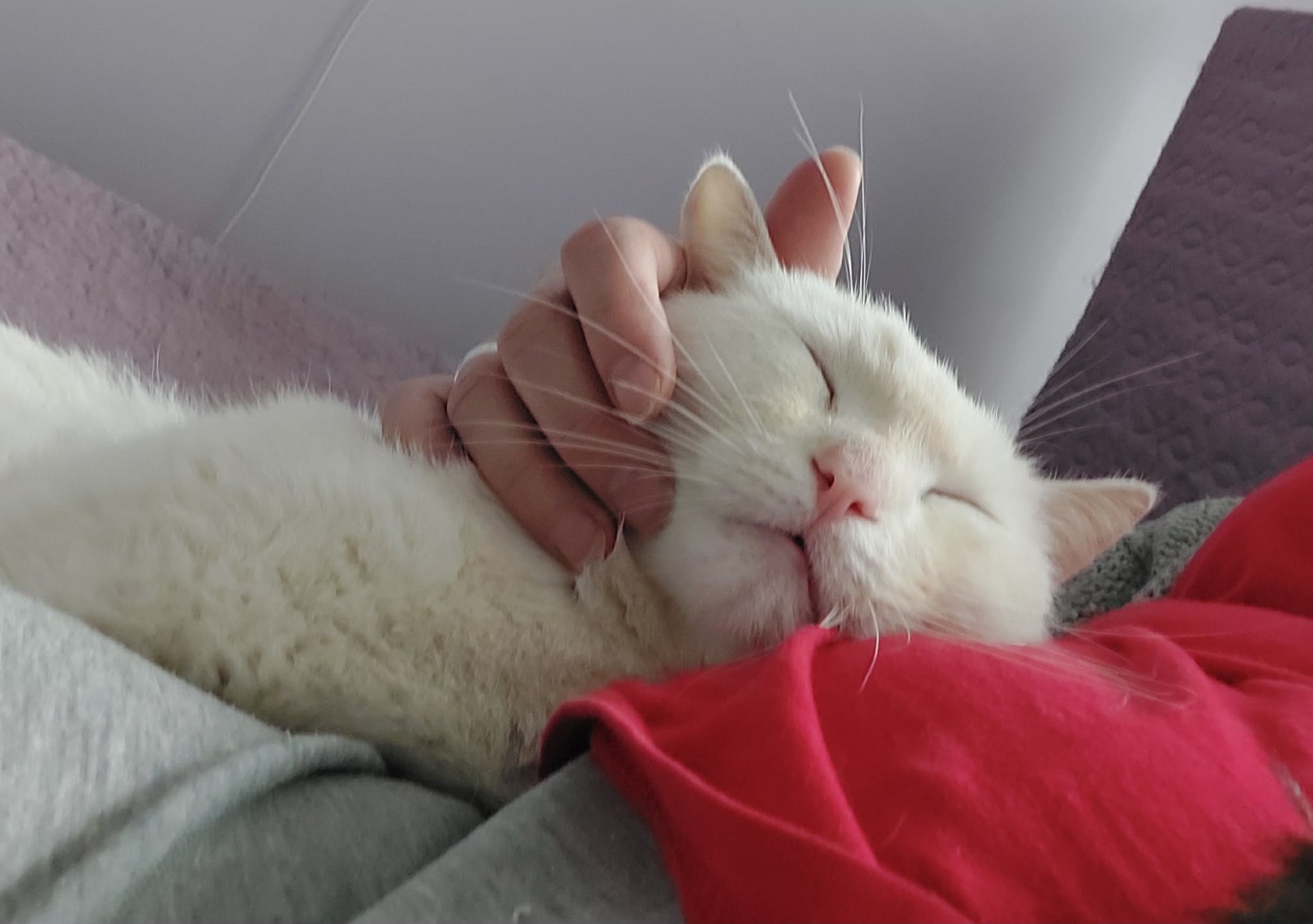 A white cat is laying on a person and getting rubbed