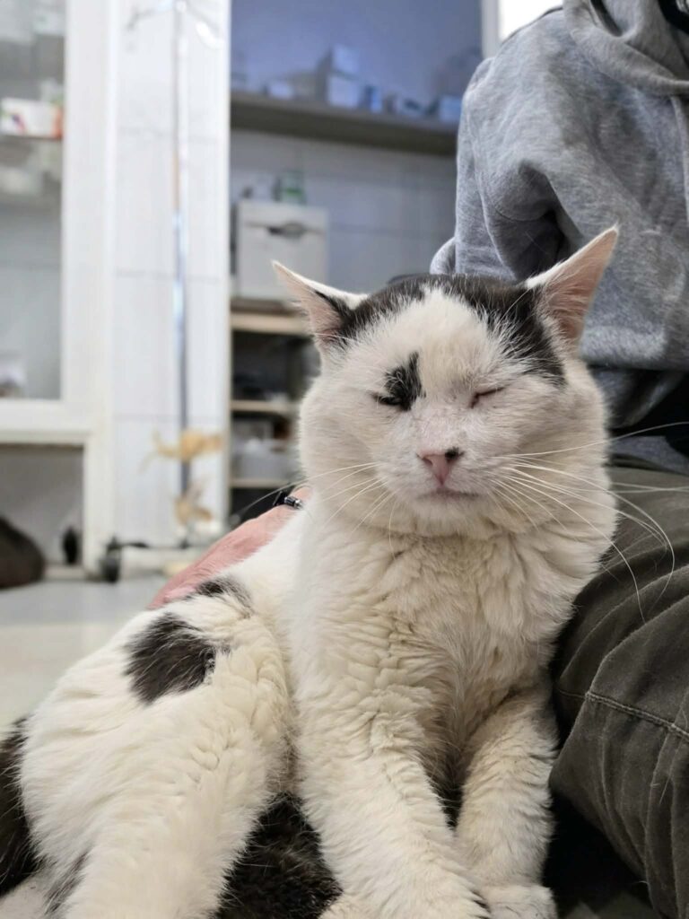 A black and white cat is sitting on a person with his eyes closed. He looks like he is purring. 