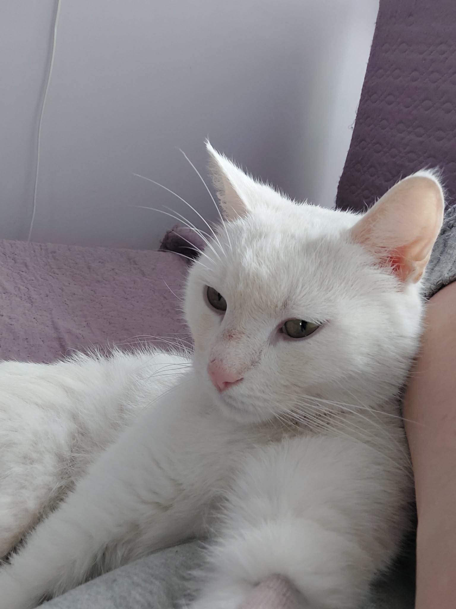 A white cat is laying on a pink bed