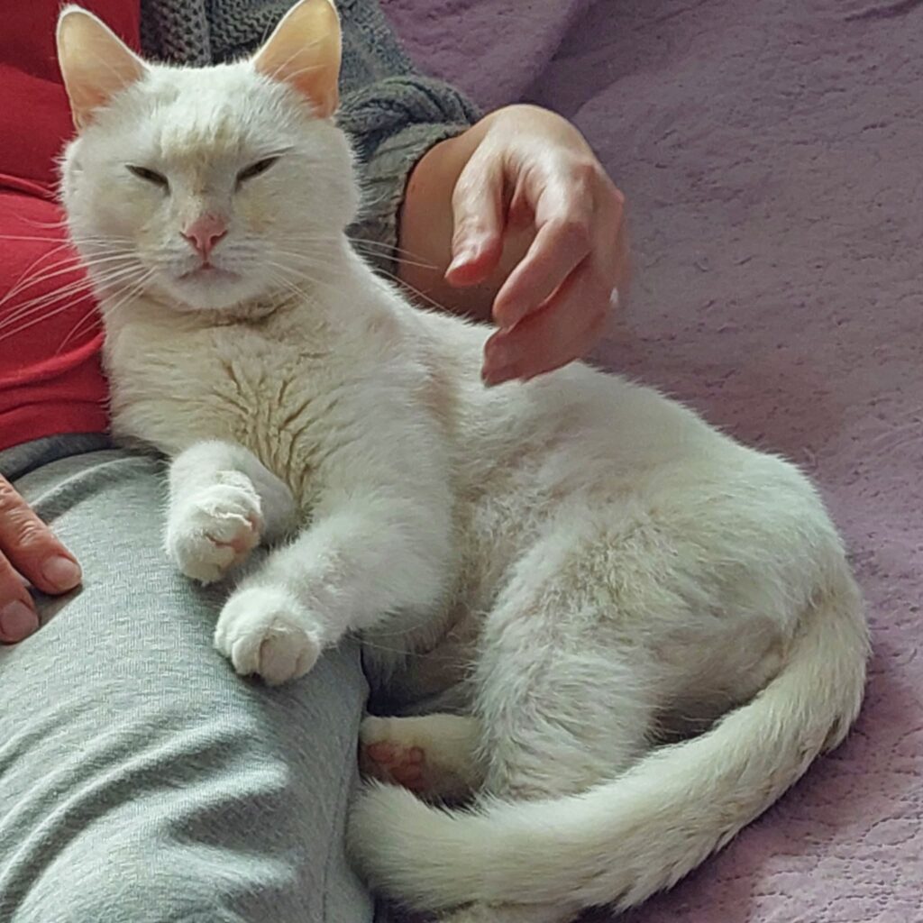 A white cat is laying next to a person on a pink bed. His eyes are closed