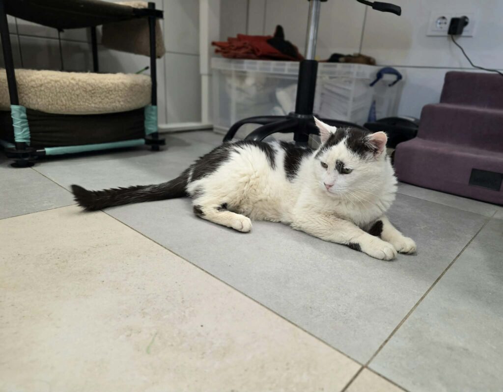A black and white cat is lounging on the tile floor of a vet office