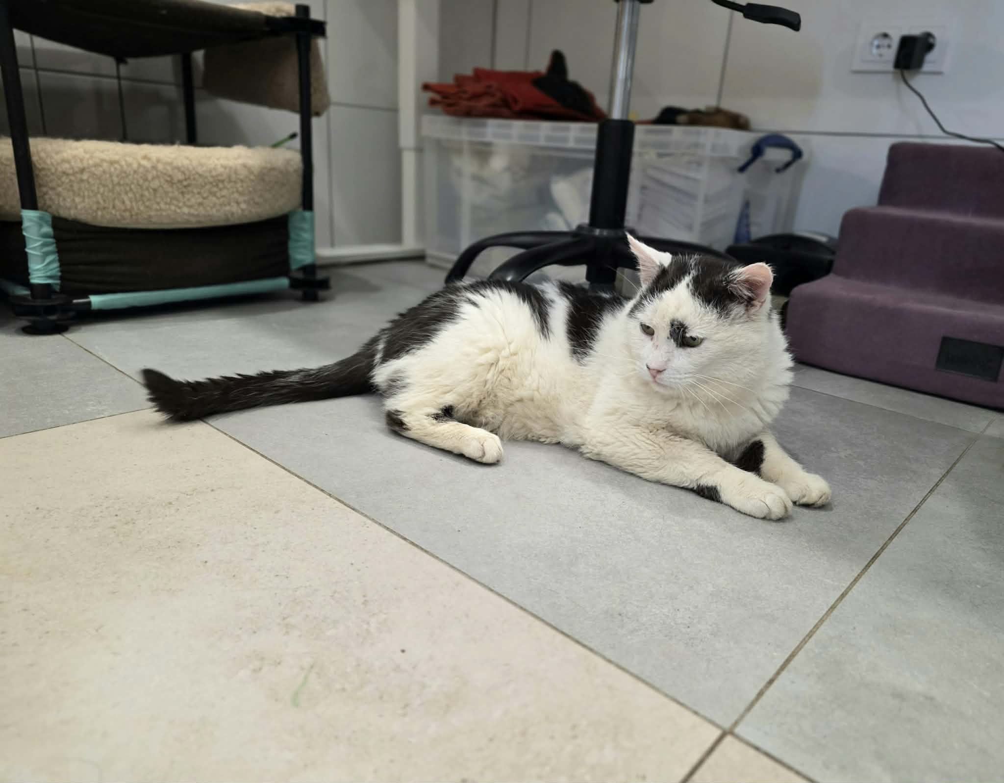 A black and white cat is lounging on the tile floor of a vet office