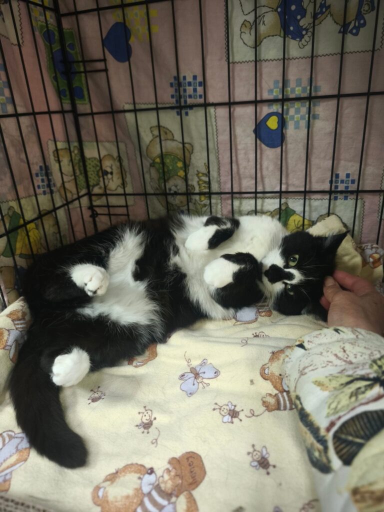 A black and white cat with a black nose is rolling over. Her belly is up and she is curling her paws inward. Her feet are sticking out