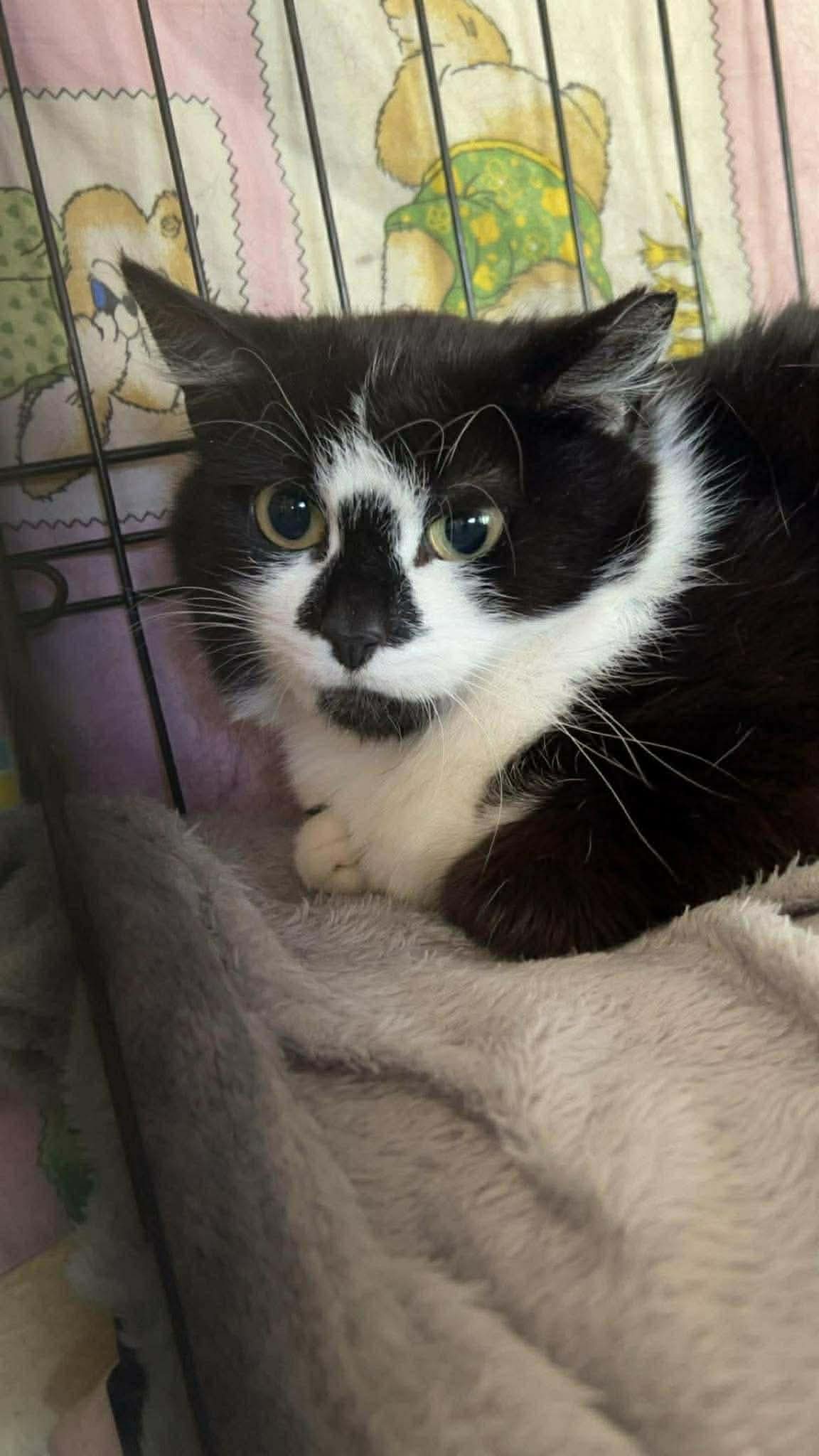A black and white cat with a black nose is sitting in a cage. She looks shocked
