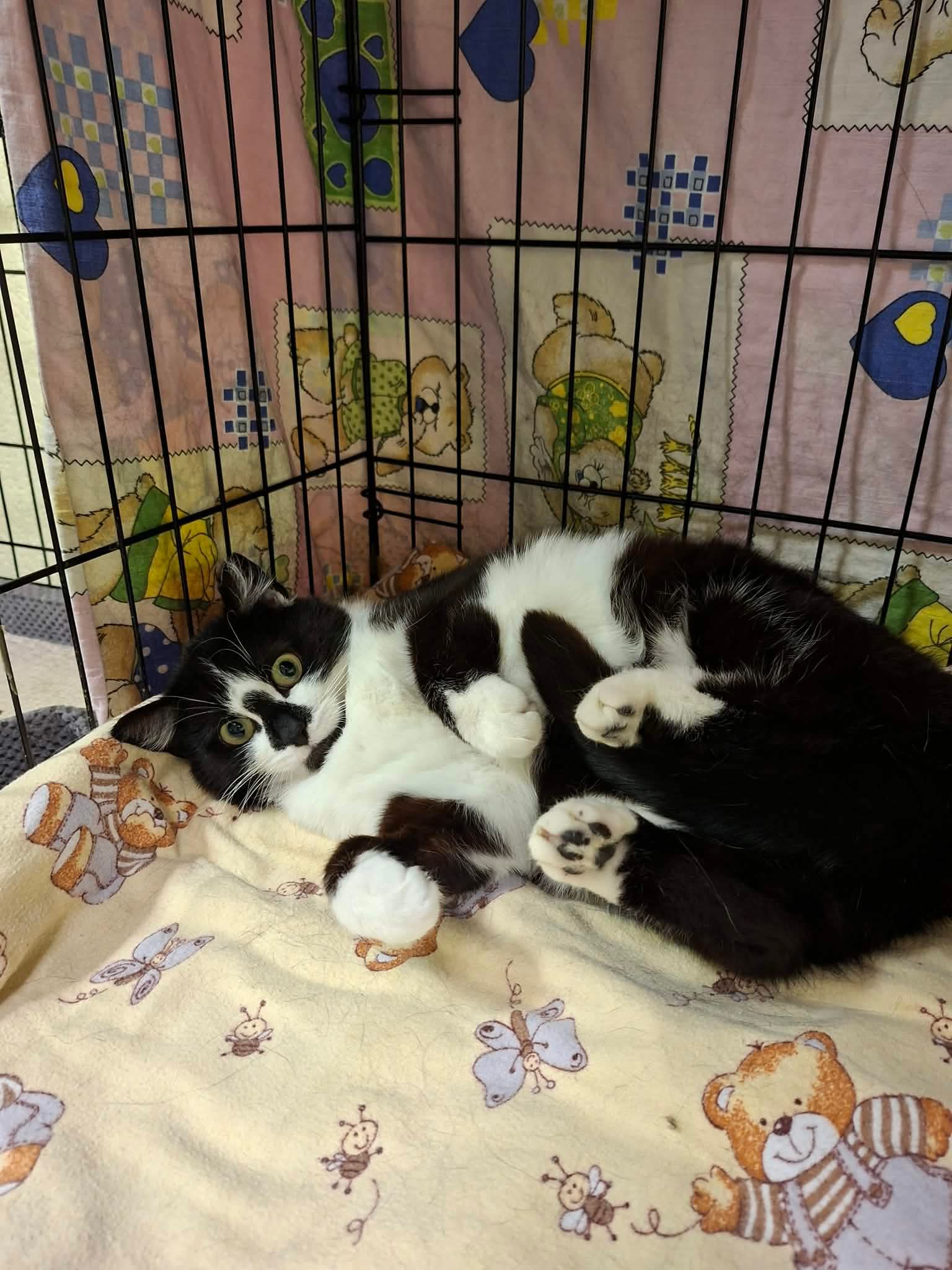 A black and white cat with a black nose is rolling over. Her belly is up and she is curling her paws inward. Her feet are sticking out