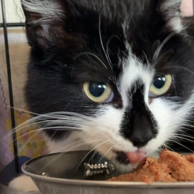 A black and white cat with a black nose is eating wet food